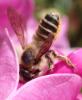 Megachile ericetorum